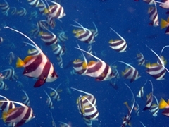 Wimpelfische