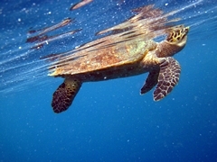Schildkröte