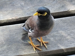 Hirtenmaina