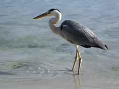 Fischreiher 