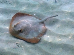 Stachelrochen