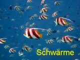 Fischschwärme